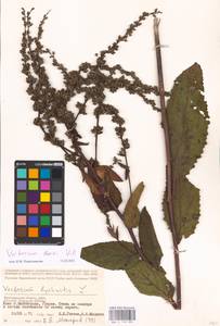 MHA 0 158 900, Verbascum chaixii Vill., Eastern Europe, Lower Volga region (E9) (Russia)