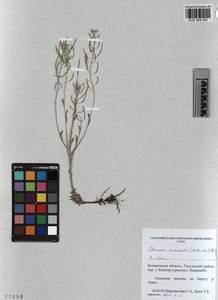 KUZ 005 051, Stevenia incarnata (Pall. ex DC.) Kamelin, Siberia, Altai & Sayany Mountains (S2) (Russia)