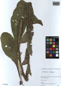 Verbascum thapsus L., Siberia, Altai & Sayany Mountains (S2) (Russia)