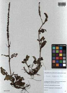 Veronica porphyriana Pavlov, Siberia, Altai & Sayany Mountains (S2) (Russia)