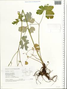 Aquilegia vulgaris L., Eastern Europe, Central region (E4) (Russia)