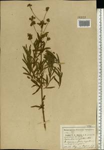 Euphorbia virgata Waldst. & Kit., Eastern Europe, Central region (E4) (Russia)