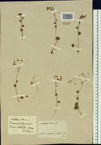 Saxifraga sibirica L., Siberia, Baikal & Transbaikal region (S4) (Russia)