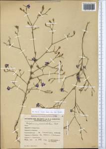 Delphinium consolida subsp. paniculatum (Host) N. Busch, Crimea (KRYM) (Russia)