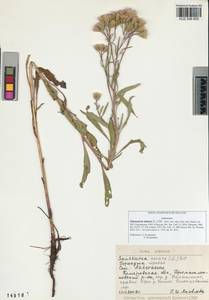 Saussurea amara (L.) DC., Siberia, Altai & Sayany Mountains (S2) (Russia)
