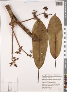 Heptapleurum subintegrum (Craib) G. M. Plunkett & Lowry, South Asia, South Asia (Asia outside ex-Soviet states and Mongolia) (ASIA) (Vietnam)
