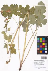 Aquilegia vulgaris L., Eastern Europe, Moscow region (E4a) (Russia)