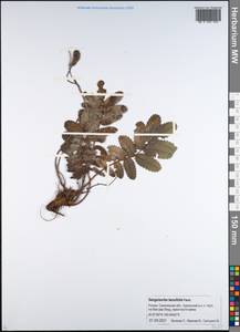 Poterium tenuifolium (Fisch. ex Link) Franch. & Sav., Siberia, Russian Far East (S6) (Russia)