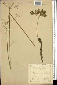 Physospermum cornubiense (L.) DC., Caucasus, Georgia (K4) (Georgia)