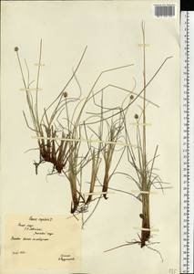 Carex capitata Sol., Eastern Europe, Northern region (E1) (Russia)