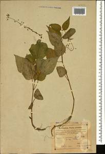 Circaea lutetiana L., Caucasus, Azerbaijan (K6) (Azerbaijan)