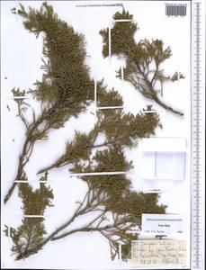 Juniperus sabina L., Middle Asia, Dzungarian Alatau & Tarbagatai (M5) (Kazakhstan)