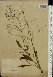 Alisma lanceolatum With., Eastern Europe, Rostov Oblast (E12a) (Russia)