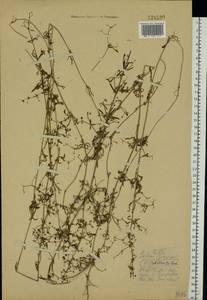 Galium spurium L., Eastern Europe, Central forest region (E5) (Russia)