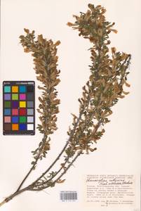 Chamaecytisus ruthenicus (Fisch. ex Woł.) Klásk., Eastern Europe, Lower Volga region (E9) (Russia)