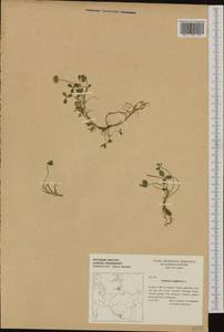 Trifolium fragiferum L., Western Europe (EUR) (Germany)