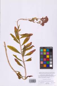 Hylotelephium telephium (L.) H.Ohba, Eastern Europe, Moscow region (E4a) (Russia)