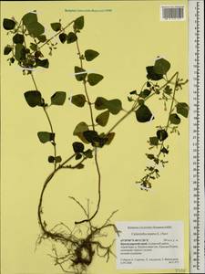 Clinopodium nepeta (L.) Kuntze, Caucasus, Krasnodar Krai & Adygea (K1a) (Russia)