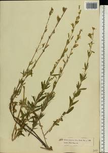 Silene tatarica (L.) Pers., Eastern Europe, Moscow region (E4a) (Russia)