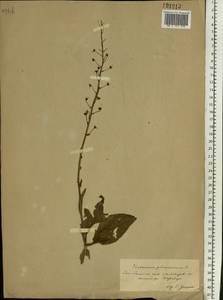 Verbascum phoeniceum L., Eastern Europe, South Ukrainian region (E12) (Ukraine)
