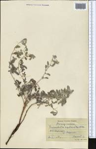 Tournefortia sogdiana (Bunge) Popov, Middle Asia, Syr-Darian deserts & Kyzylkum (M7) (Uzbekistan)