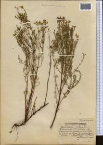 Hypericum scabrum L., Middle Asia, Western Tian Shan & Karatau (M3) (Kyrgyzstan)