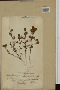 Trifolium arvense L., Eastern Europe, Lithuania (E2a) (Lithuania)