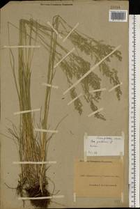 Poa pratensis L., Eastern Europe, North Ukrainian region (E11) (Ukraine)