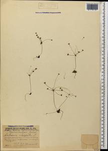 Androsace elongata L., Caucasus, Krasnodar Krai & Adygea (K1a) (Russia)