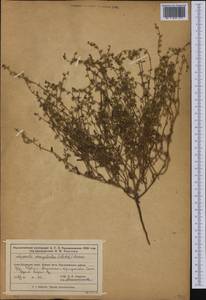 Lappula patula (Lehm.) Menyh., Middle Asia, Muyunkumy, Balkhash & Betpak-Dala (M9) (Kazakhstan)
