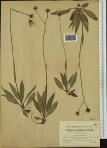 Hieracium dollineri subsp. tridentinum (Evers) Murr, Western Europe (EUR) (Austria)