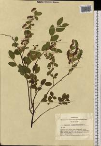 Spiraea chamaedryfolia L., Siberia, Altai & Sayany Mountains (S2) (Russia)