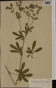 Potentilla recta subsp. obscura (Willd.) Arcang., Western Europe (EUR) (Romania)