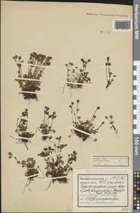 Saxifraga rivularis L., Eastern Europe, Northern region (E1) (Russia)