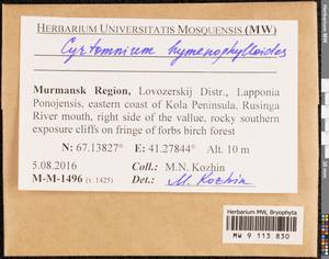 Cyrtomnium hymenophylloides (Huebener) T.J. Kop., Bryophytes, Bryophytes - Karelia, Leningrad & Murmansk Oblasts (B4) (Russia)