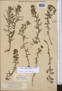 Euphorbia caesia Kar. & Kir., Middle Asia, Muyunkumy, Balkhash & Betpak-Dala (M9) (Kazakhstan)