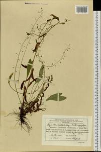 Myosotis alpestris subsp. alpestris, Siberia, Chukotka & Kamchatka (S7) (Russia)