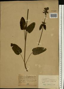 Betonica officinalis subsp. officinalis, Eastern Europe, Western region (E3) (Russia)