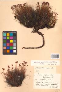 Rhodiola quadrifida (Pall.) Fisch. & C.A.Mey., Eastern Europe, Eastern region (E10) (Russia)