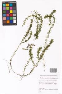 Elodea canadensis Michx., Eastern Europe, North-Western region (E2) (Russia)