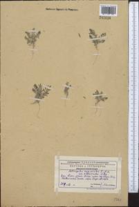 Astragalus stalinskyi Sirj., Middle Asia, Western Tian Shan & Karatau (M3) (Kazakhstan)