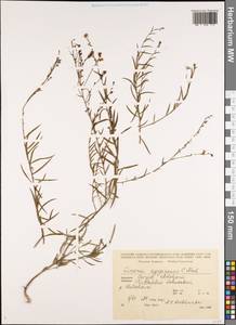 Linaria genistifolia subsp. euxina (Velen.) D. A. Sutton, Caucasus, Georgia (K4) (Georgia)