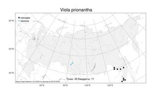 Viola prionantha Bunge, Atlas of the Russian Flora (FLORUS) (Russia)