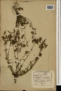 Campanula sibirica subsp. hohenackeri (Fisch. & C.A.Mey.) Damboldt, Caucasus, Georgia (K4) (Georgia)