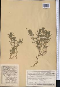Ziziphora tenuior L., Middle Asia, Muyunkumy, Balkhash & Betpak-Dala (M9) (Kazakhstan)