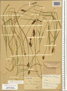 Carex spicata subsp. spicata, Caucasus, Armenia (K5) (Armenia)