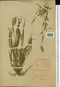 Setaria viridis (L.) P.Beauv., Eastern Europe, Volga-Kama region (E7) (Russia)