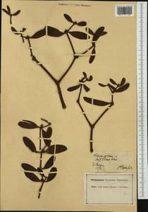 Viscum album L., Western Europe (EUR) (Germany)