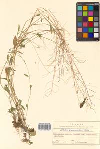 Arabidopsis halleri subsp. gemmifera (Matsum.) O'Kane & Al-Shehbaz, Siberia, Chukotka & Kamchatka (S7) (Russia)