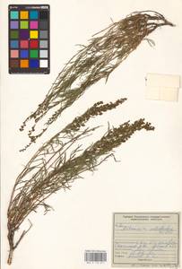 Artemisia salsoloides Willd., Eastern Europe, Middle Volga region (E8) (Russia)